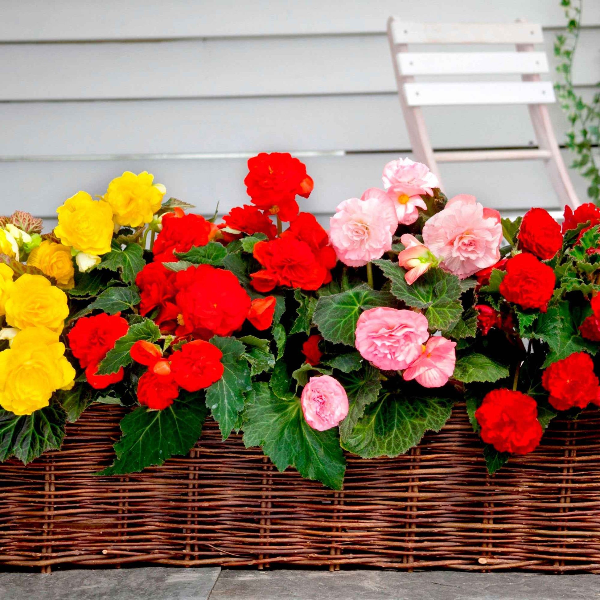 Begonia 'Garden Flowers'  Rouge-Jaune-Blanc - Bulbes de fleurs pour la terrasse et le balcon