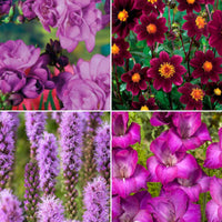 50x Mélange 'Collection Violette' violet - Bulbes d'été