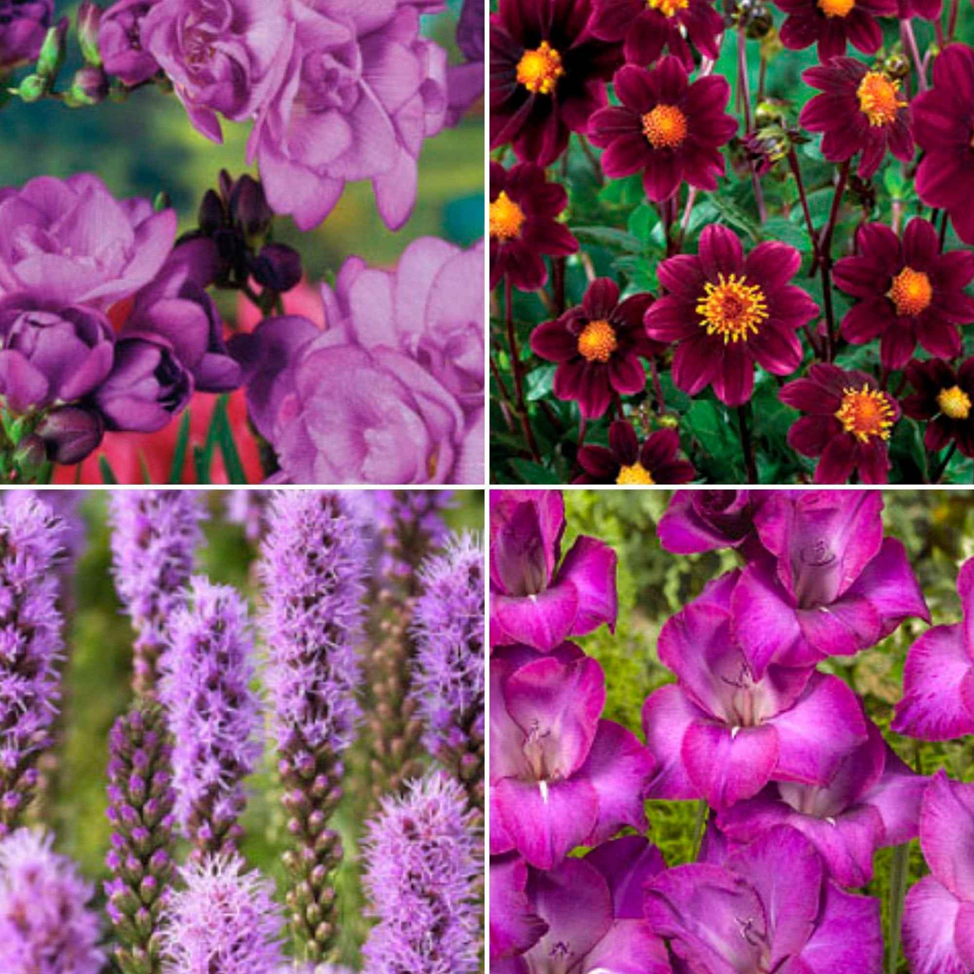 50x Mélange 'Collection Violette' violet - Bulbes de fleurs par catégorie