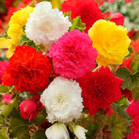 5x Bégonia AmeriHybrid - Mélange 'Ruffled' - rouge-orange - Bulbes de fleurs pour la terrasse et le balcon