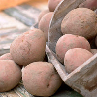 25x Pomme de terre Solanum 'Bildtstar' - Graines