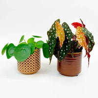 1x Bégonia Maculata + 1x Plante à monnaie chinoise avec cache-pots - Ensembles de plantes d'intérieur