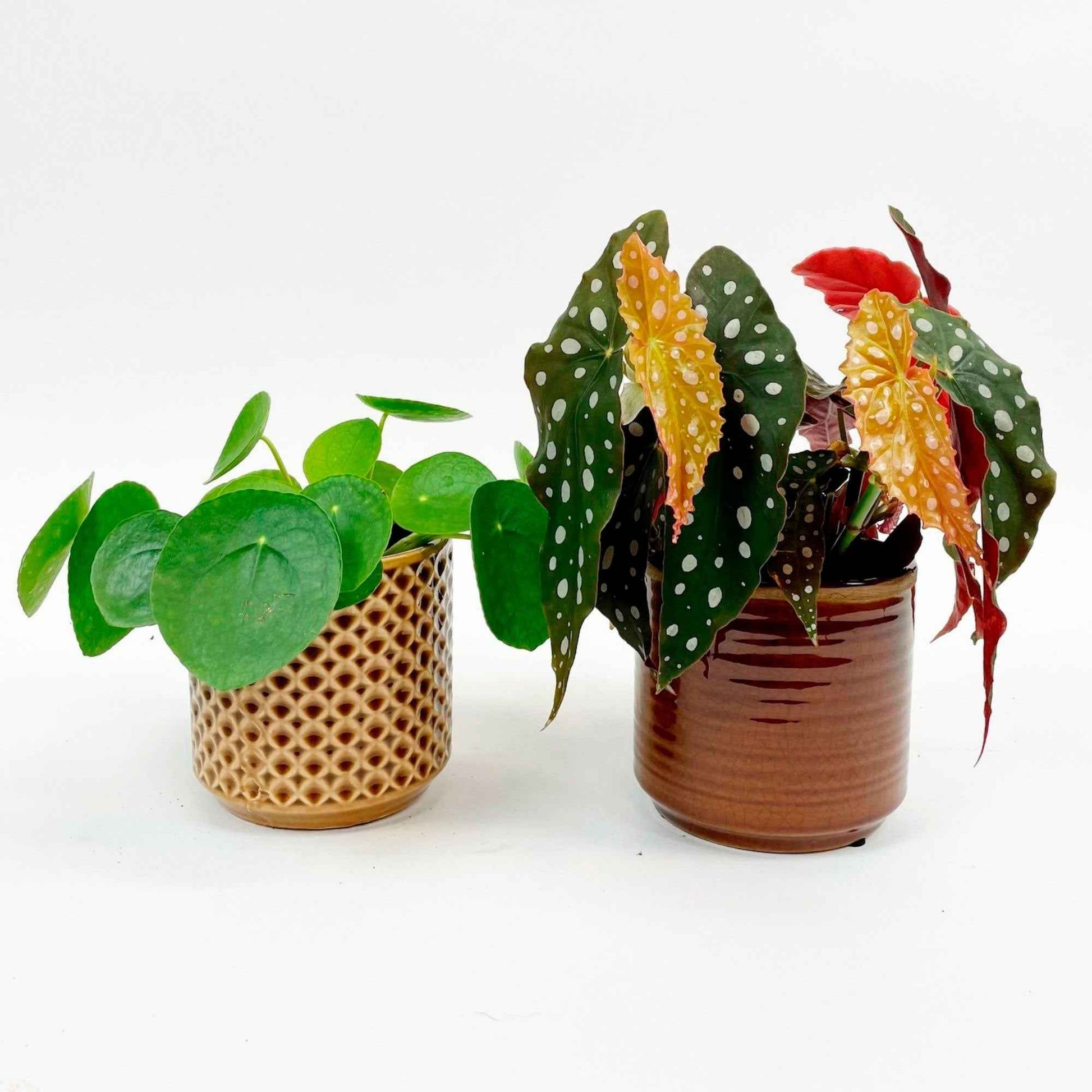 1x Bégonia Maculata + 1x Plante à monnaie chinoise avec cache-pots - Plantes d'intérieur