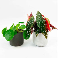 1x Bégonia Maculata + 1x Plante à monnaie chinoise avec cache-pots gris - Ensembles de plantes d'intérieur