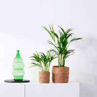 2x Palmier Areca avec cache-pots en crin végétal naturel - Palmiers