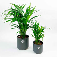 2x Palmier Areca Dypsis lutescens avec cache-pots anthracites - Ensembles de plantes d'intérieur