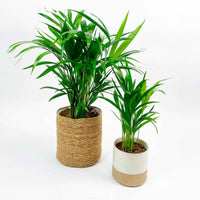 2x Palmier Areca Dypsis lutescens avec panier + cache-pot - Ensembles de plantes d'intérieur