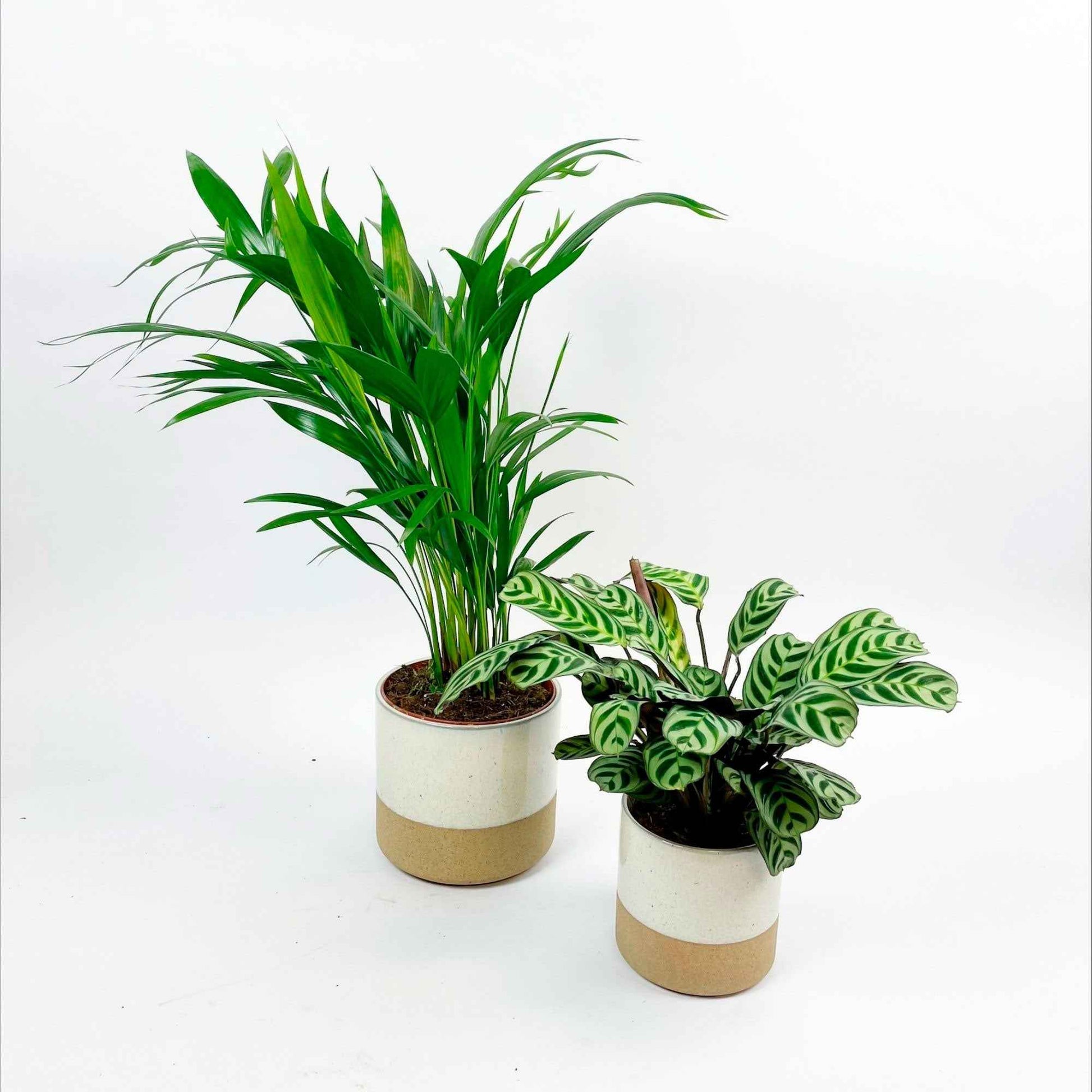 1x Palmier Areca Dypsis lutescens + 1x Plante de la prière avec cache-pots blancs - Ensembles de plantes d'intérieur