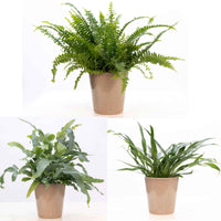 3x Fougère - Mélange 'Ruby Vert' avec cache-pots 'Ruby Green' - Ensembles de plantes d'intérieur