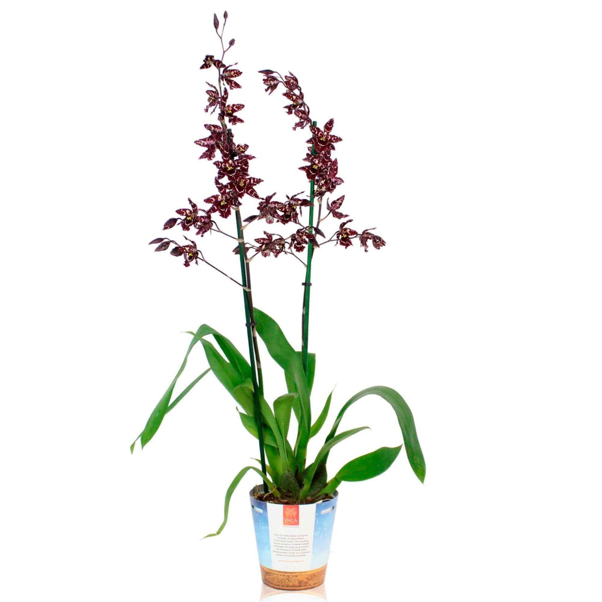 Orchidée Cambria Odontoglossum 'Stirbic' Violet-Blanc - Orchidée - Phalaenopsis