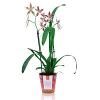 Orchidée Cambria Odontoglossum 'Renaissance' Rouge-Blanc - Plantes d'intérieur
