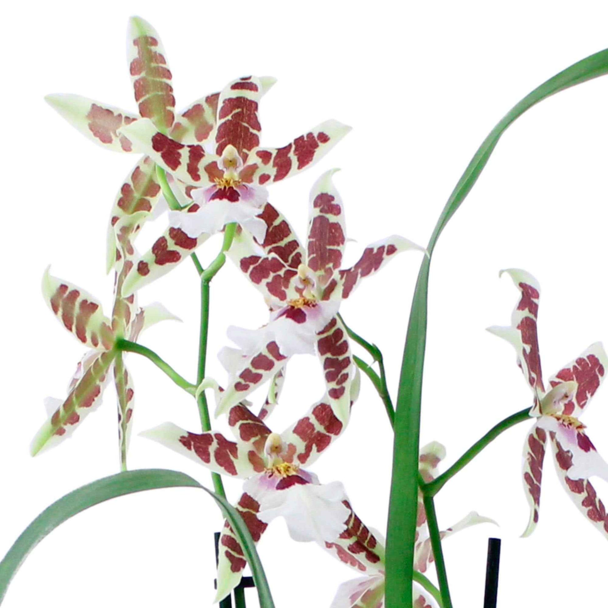Orchidée Cambria Odontoglossum 'Renaissance' Rouge-Blanc - Orchidée - Phalaenopsis