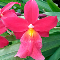 Orchidée Cambria Odontoglossum 'Francine' Rose - Orchidées