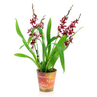 Orchidée Cambria Odontoglossum 'Barocco Red' Violet - Orchidée - Phalaenopsis