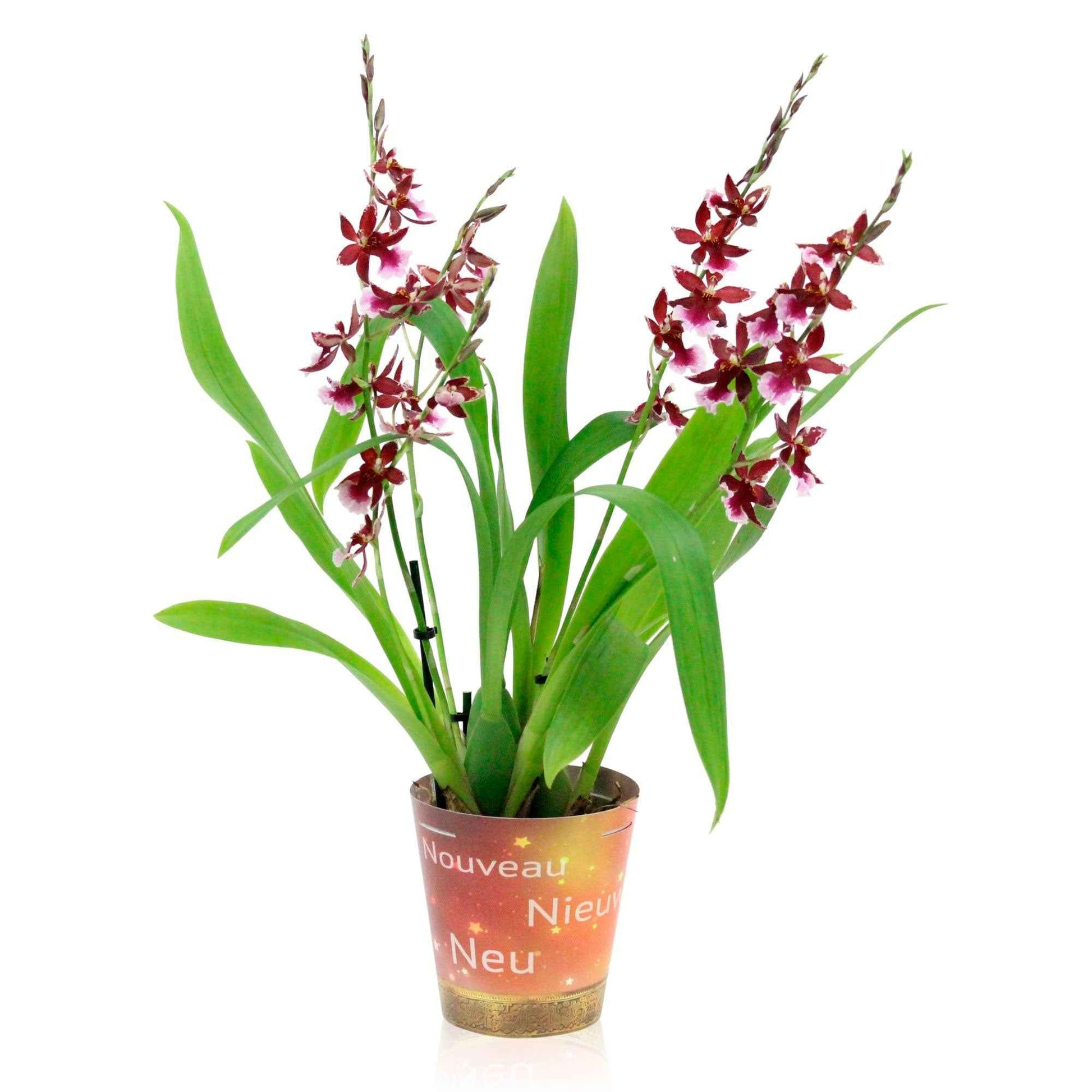 Orchidée Cambria Odontoglossum 'Barocco Red' Violet - Orchidée - Phalaenopsis