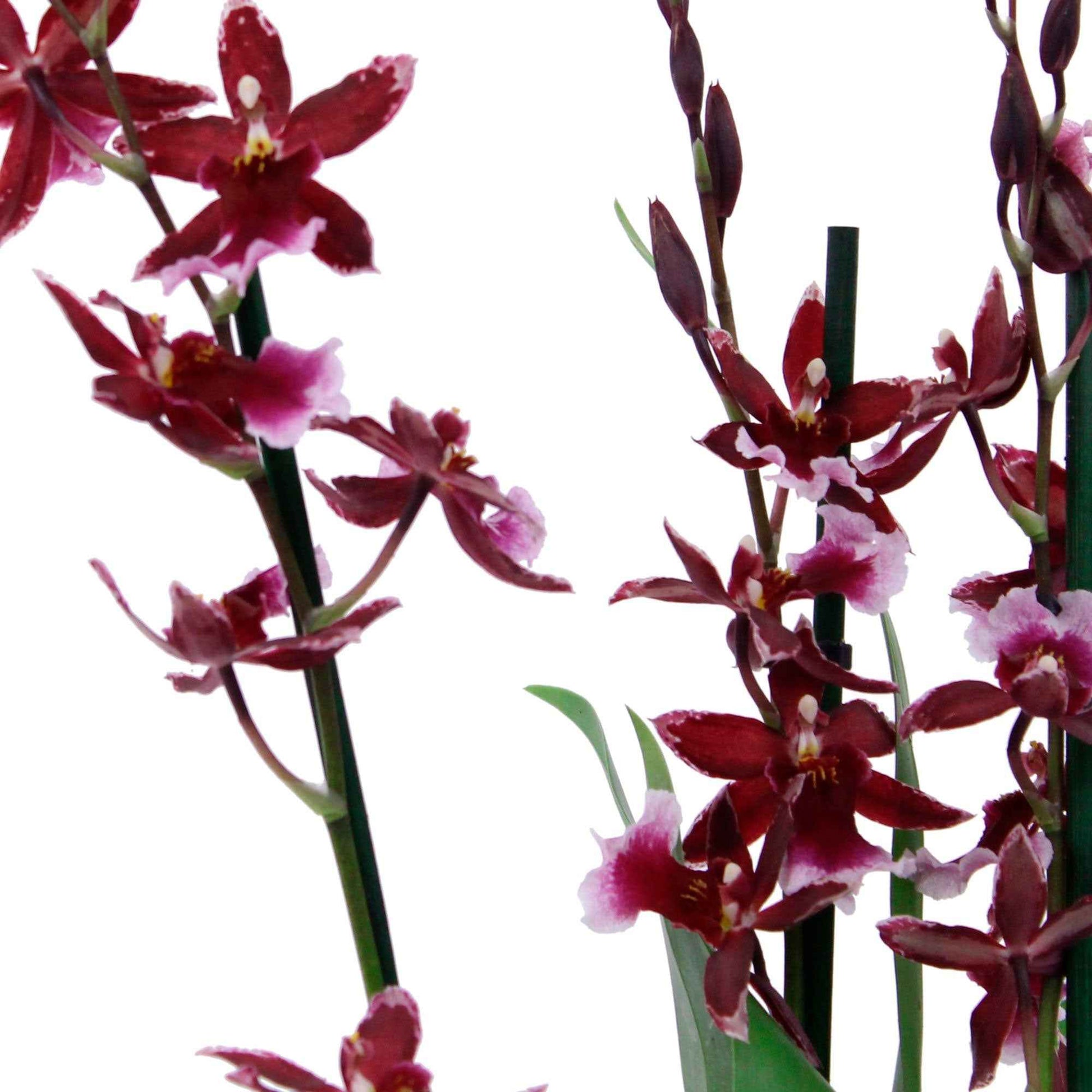 Orchidée Cambria Odontoglossum 'Barocco Red' Violet - Idées cadeaux