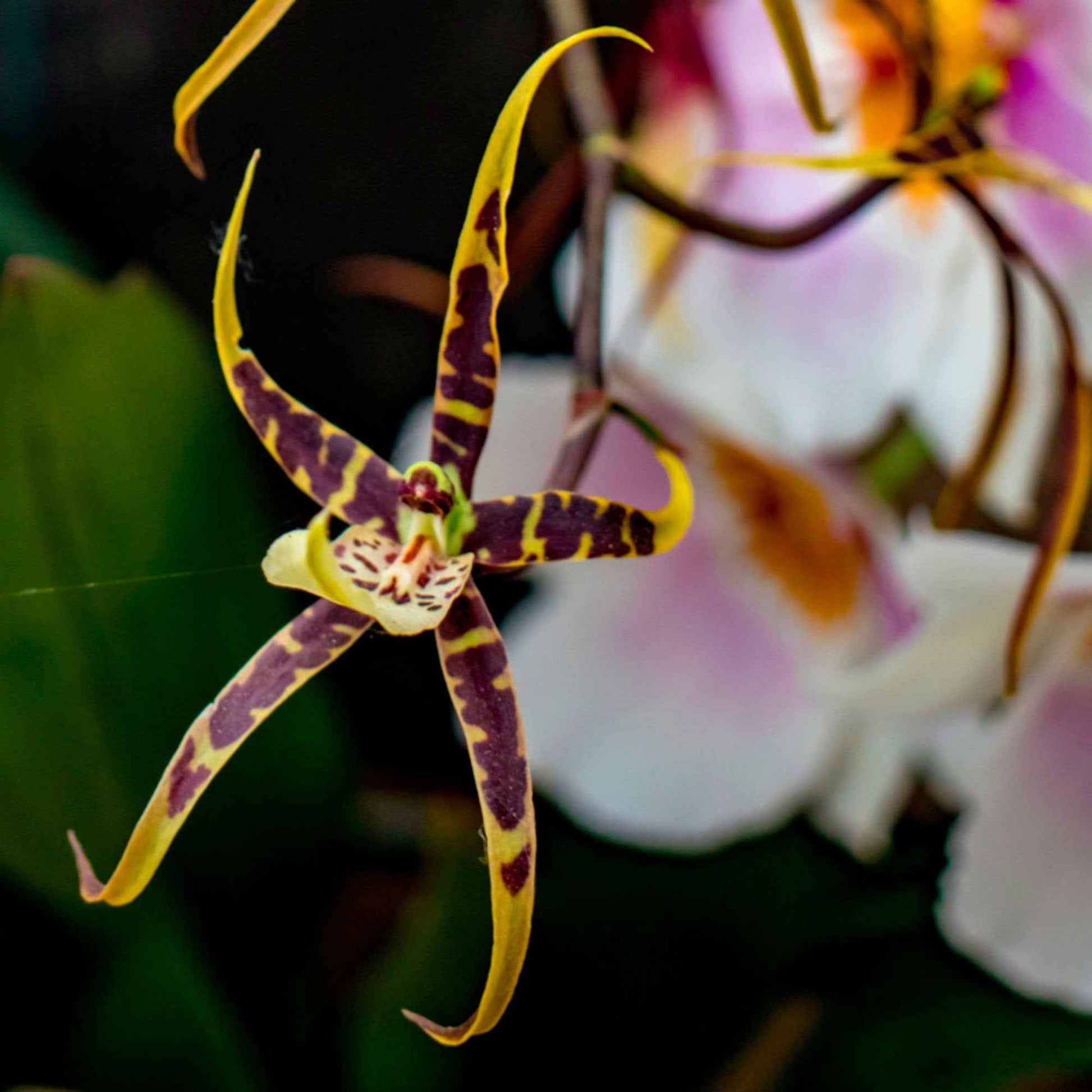 Orchidée araignée Brassia x bratonia 'Toscane' Jaune-Marron - Plantes d'intérieur