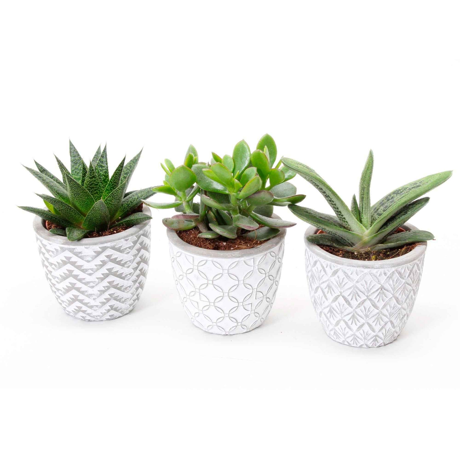 3x Succulente - Mélange Little Flow avec cache-pots blancs - 3x hauteur de livraison 12-20 cm, pot de Diamètre 9 cm - Ensembles de plantes d intérieur - undefined