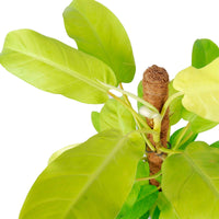 Philodendron  'Malay Gold' - Bio - Plantes d'intérieur