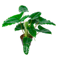 Philodendron  'Burle Marx'  - Bio - Facile d’entretien