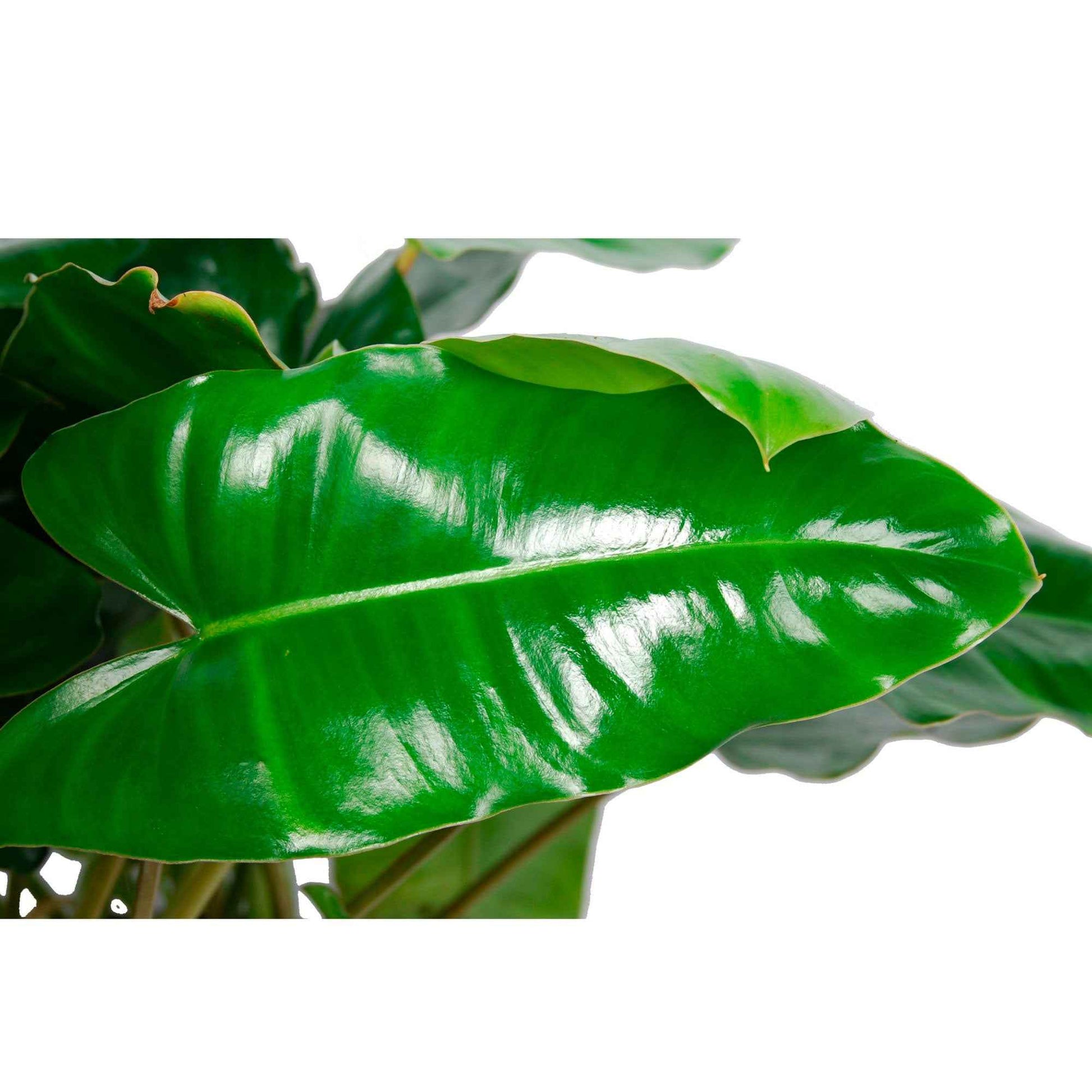 Philodendron  'Burle Marx'  - Bio - Philodendron