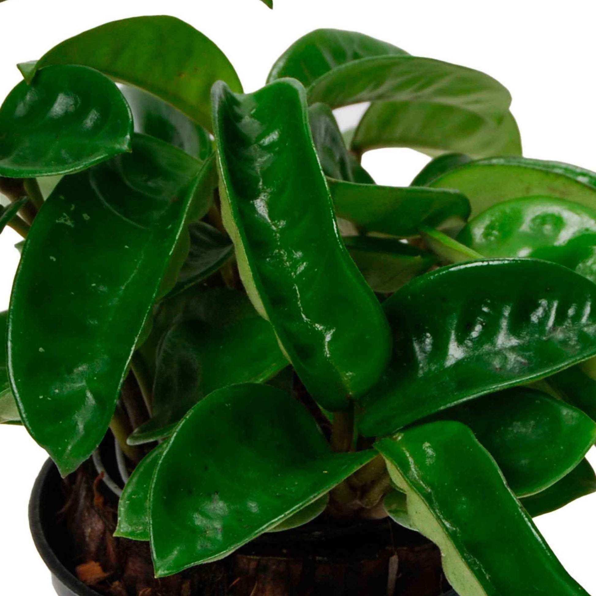 Fleur de cire Hoya 'Krinkle'  - Plante suspendue - Bio - Plantes d'intérieur : les tendances actuelles