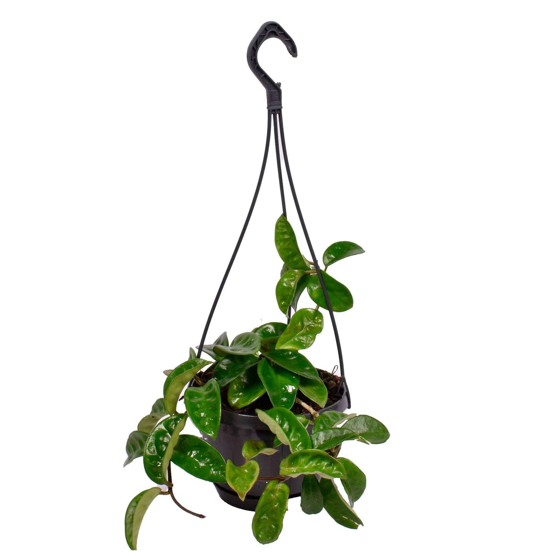 Fleur de cire Hoya Krinkle - Plante suspendue - Bio - 1x hauteur de livraison 15-25 cm, pot de Diamètre 11 cm - Plantes d intérieur - undefined