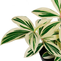 Costus arabicus 'Variegata' vert Costus 'Variegata' - Bio - Plantes d'intérieur : les tendances actuelles