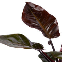 Philodendron  'Black Cardinal' - Bio - Facile d’entretien