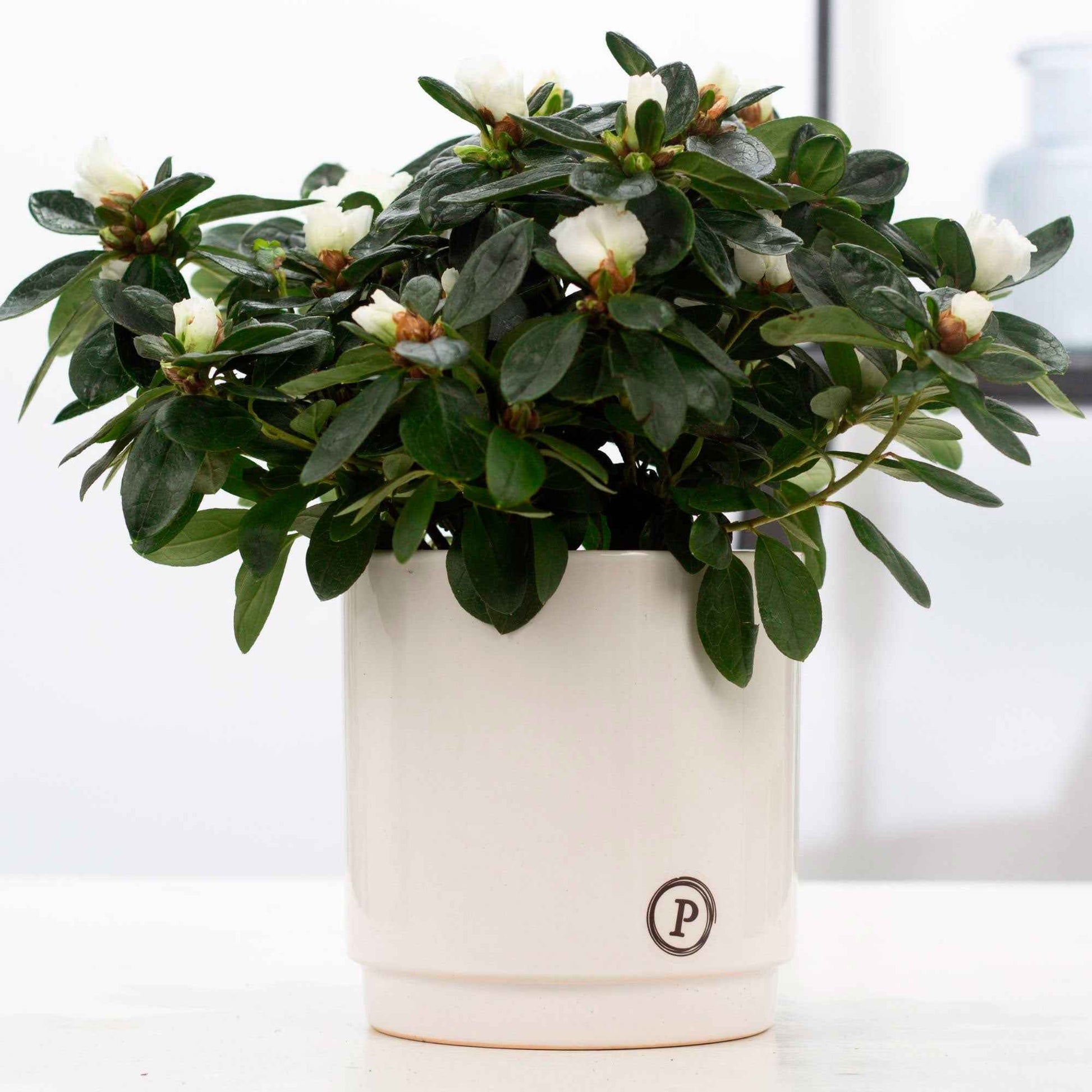 Azalée Rhododendron simsii Blanc avec pot décoratif - Ensembles de plantes d'intérieur
