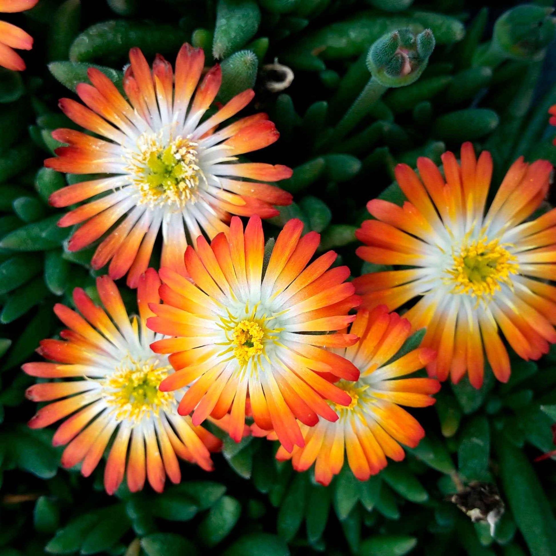 Ficoïde Delosperma 'Orange with Eye' orange-blanc - Caractéristiques des plantes