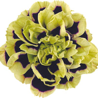3x Pétunia grandiflora  'Midnight Gold' Noir-Vert-Blanc - Fleurs de balcon
