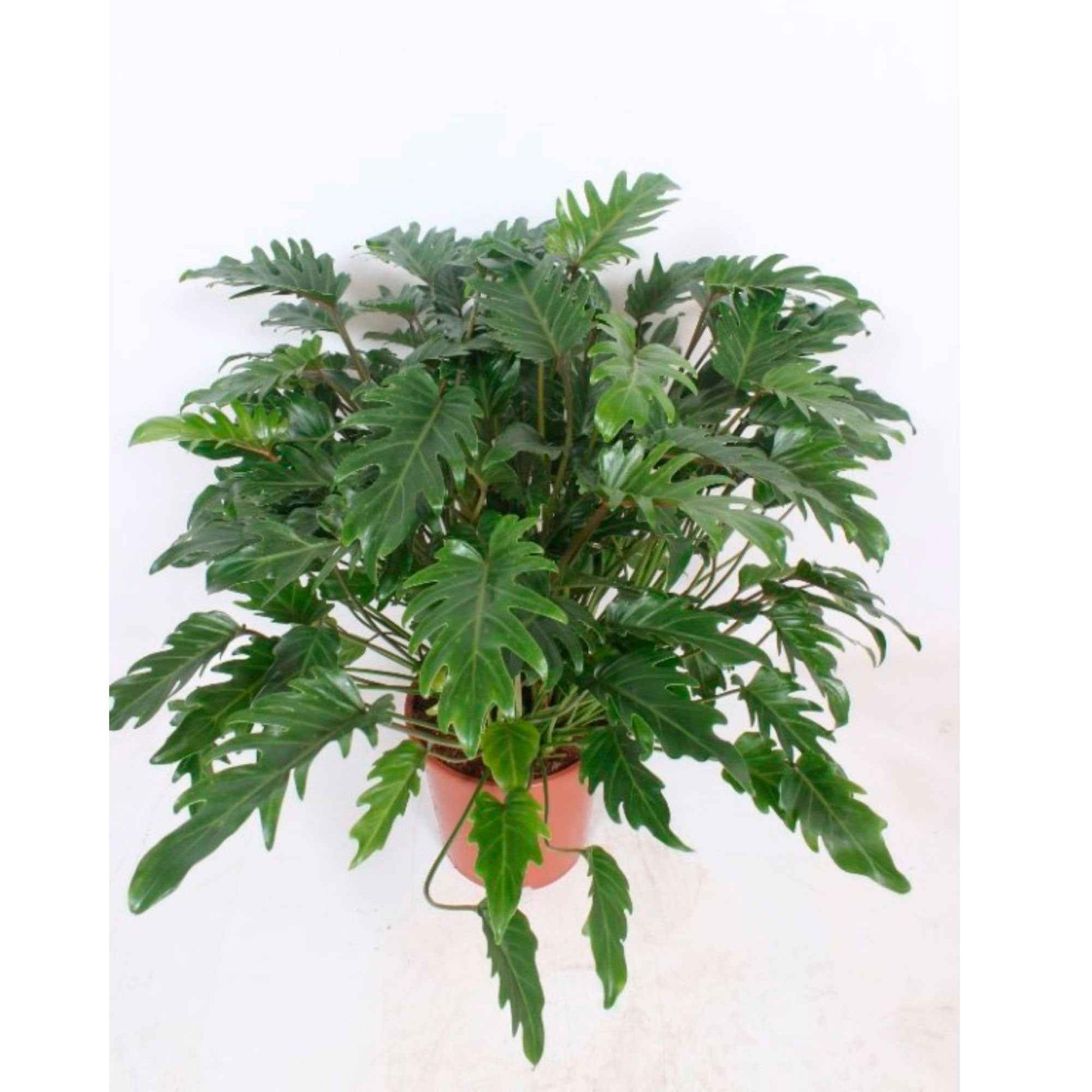 Philodendron xanadu - Par espèce