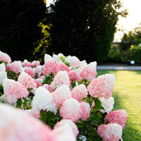 Hortensia Hydrangea 'Living Pink & Rose' Rose - Arbustes