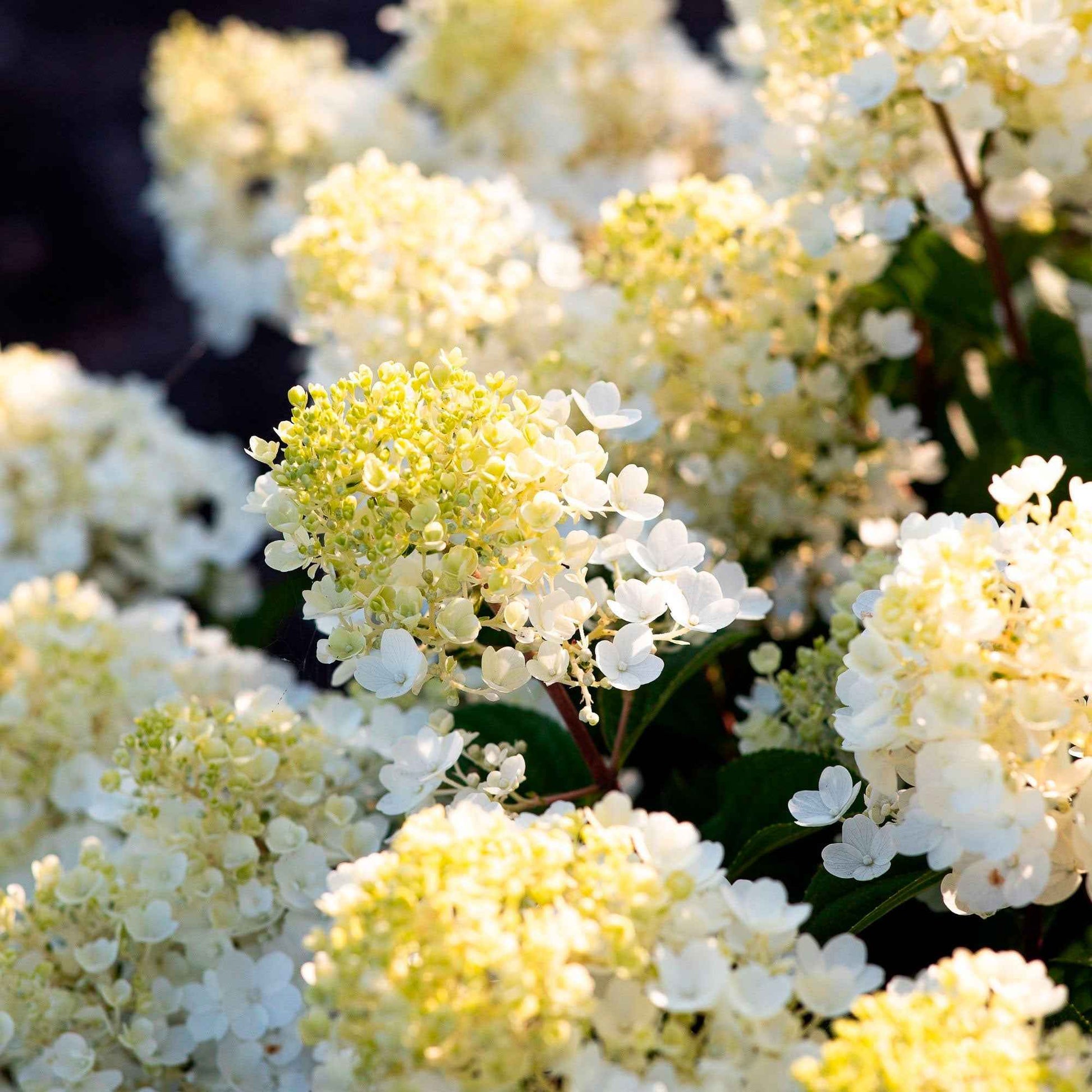 Hortensia Hydrangea 'Living Little Blossom' Blanc - Arbustes à fleurs