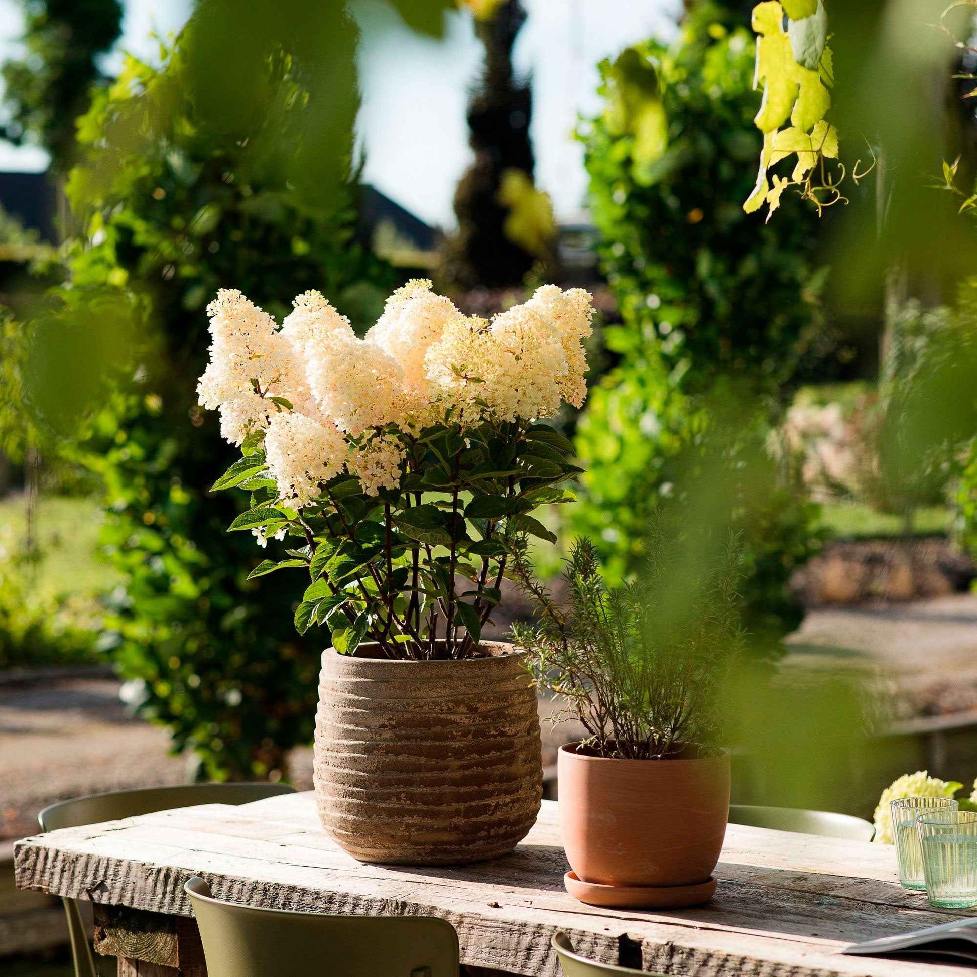 Hortensia Hydrangea 'Living Little Blossom' Blanc - Arbustes