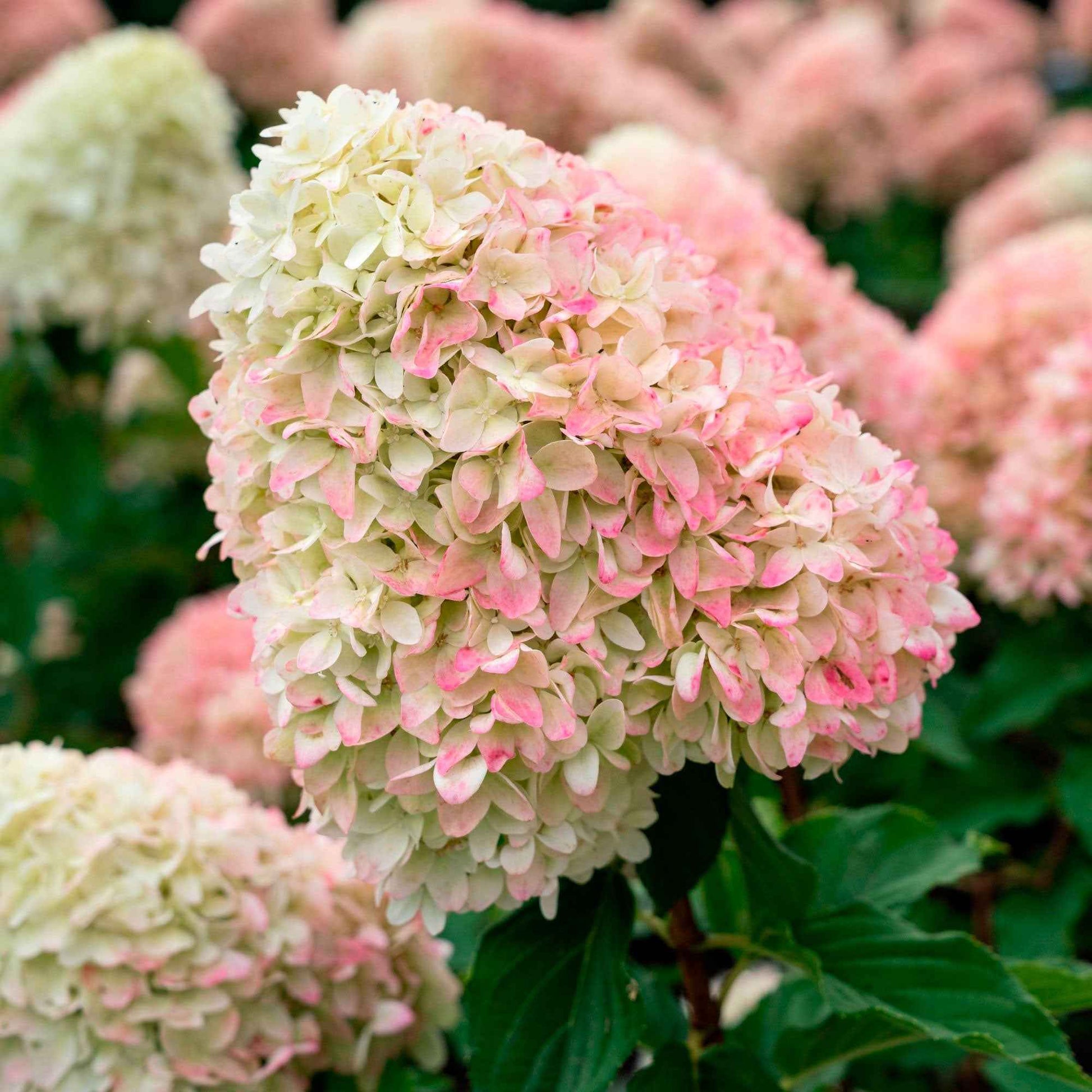 Hortensia Hydrangea 'Living Raspberry Pink'® Blanc-Rose - Arbustes à fleurs