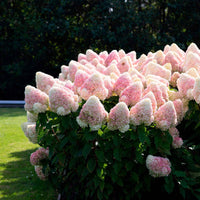 Hortensia Hydrangea 'Living Raspberry Pink'® Blanc-Rose - Arbustes