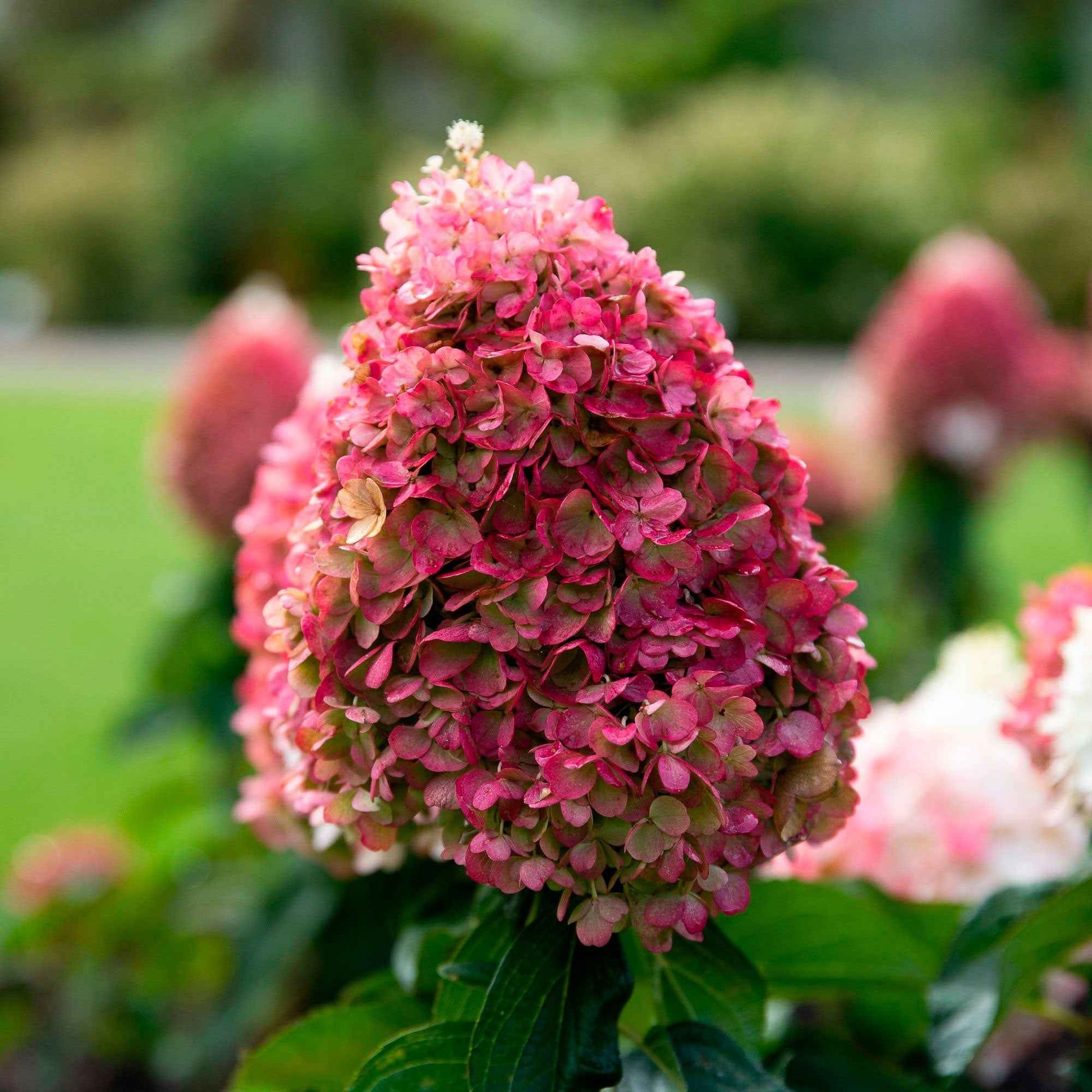 Hortensia Hydrangea 'Living Pinky Promise' Rose - Arbustes à fleurs