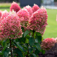 Hortensia Hydrangea 'Living Pinky Promise' Rose - Arbustes fleuris
