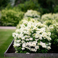 Hortensia Hydrangea 'Living Touch Of Pink' Blanc-Rose - Arbustes