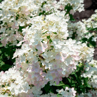 Hortensia Hydrangea 'Living Touch Of Pink' Blanc-Rose - Arbustes à fleurs