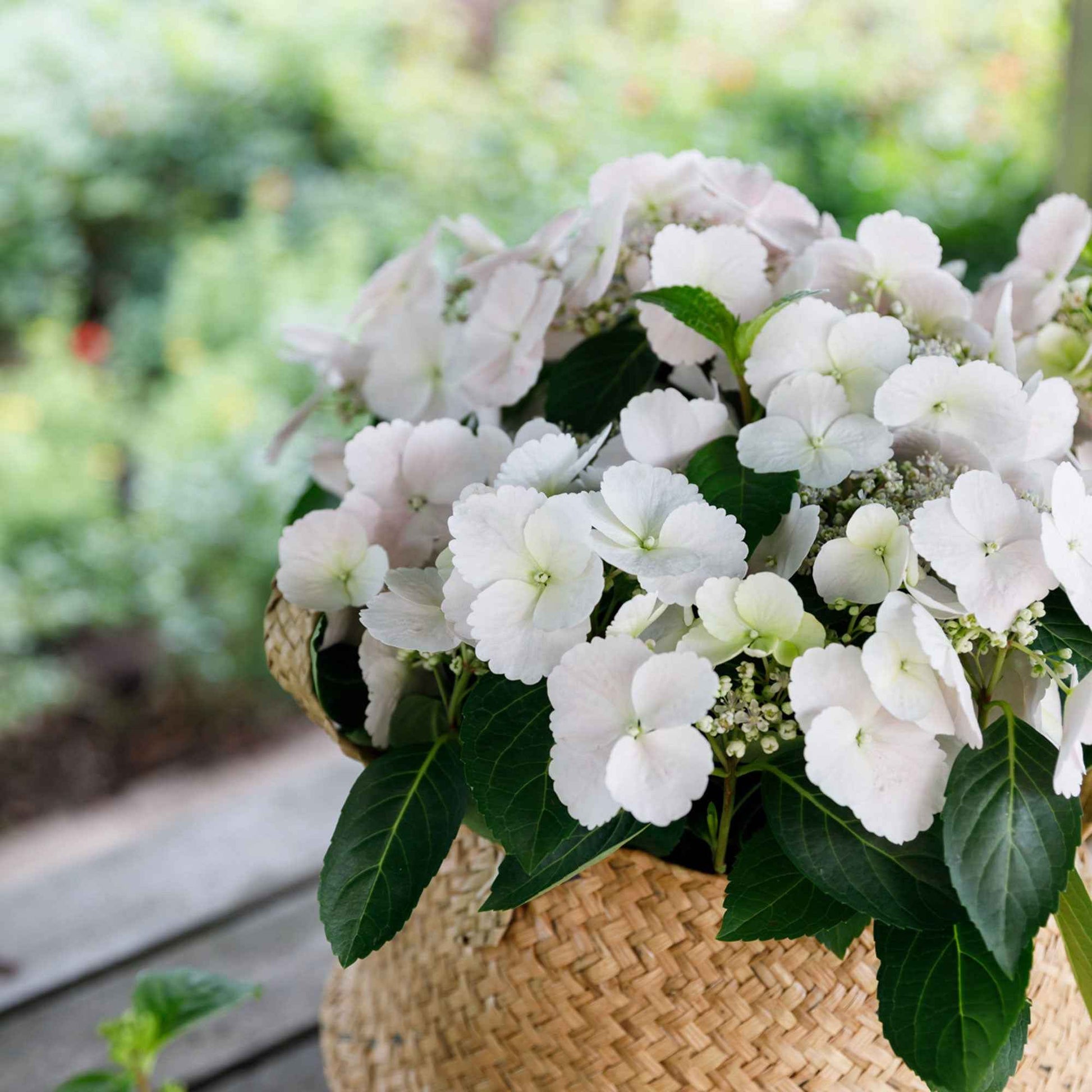 Hortensia Hydrangea hybride 'Runaway Bride' blanc - Arbustes à fleurs