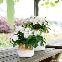 Hortensia Hydrangea hybride 'Runaway Bride' blanc - Arbustes