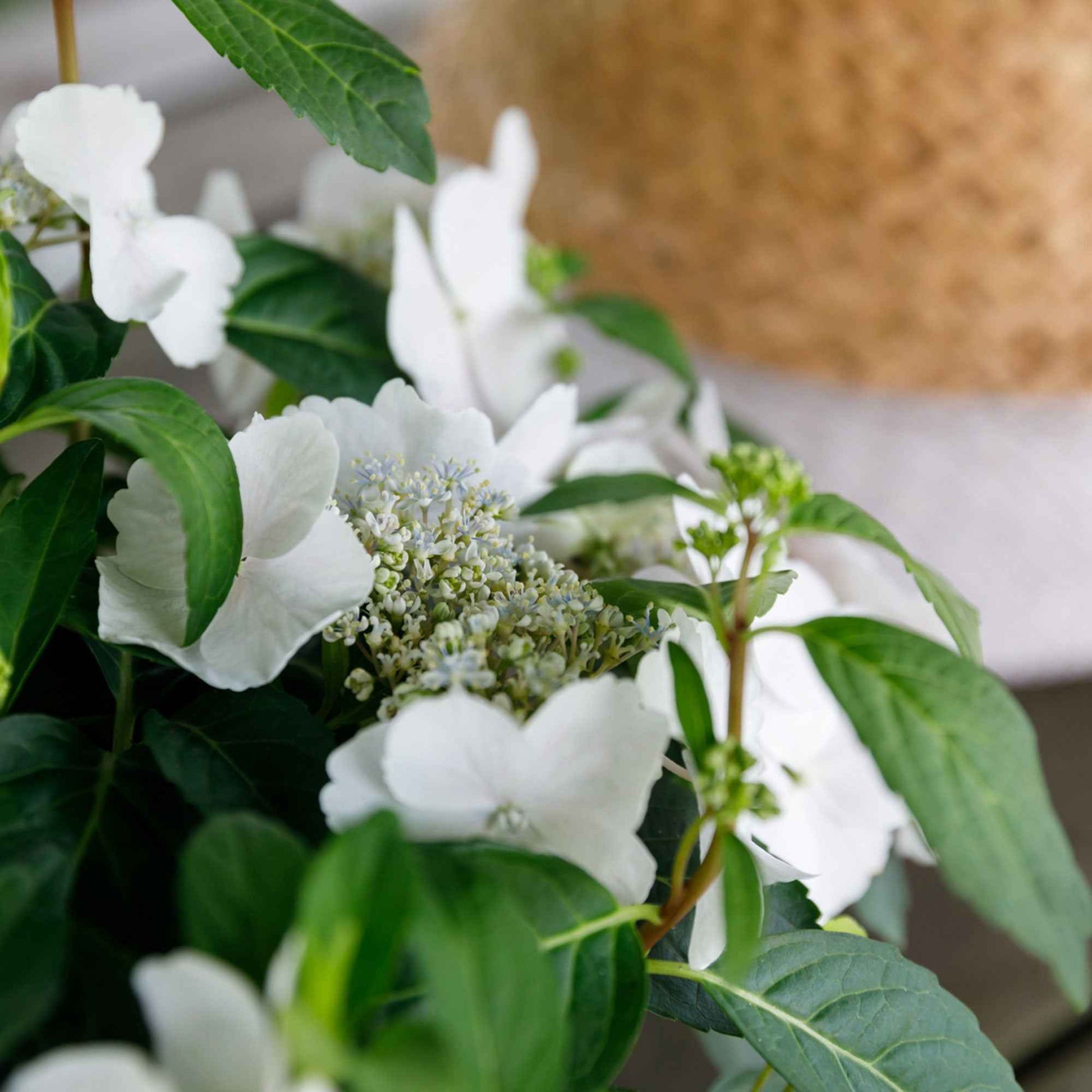 Hortensia Hydrangea hybride 'Runaway Bride' blanc - Buissons fleuris