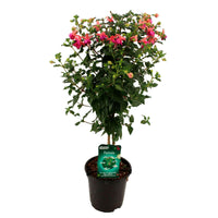 Fuchsia hybride Rose - Nouvelles plantes d'extérieur