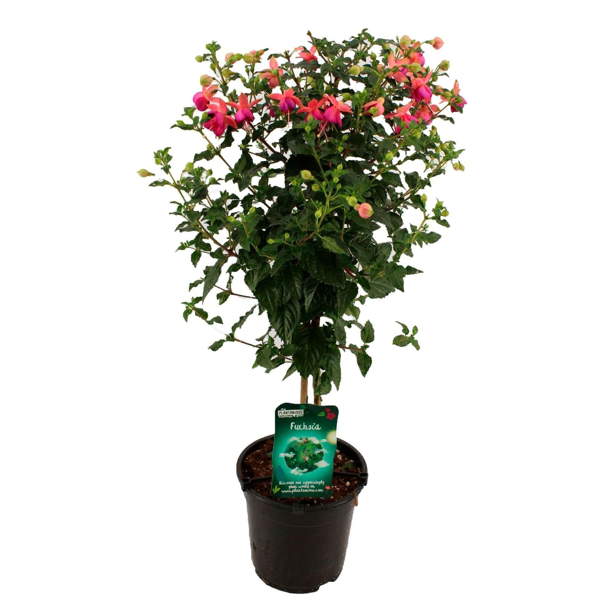 Fuchsia hybride Rose - Nouvelles plantes d'extérieur