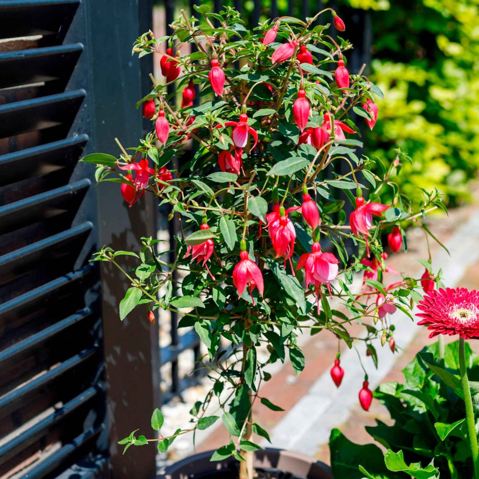 Fuchsia hybride Rose - Caractéristiques des plantes