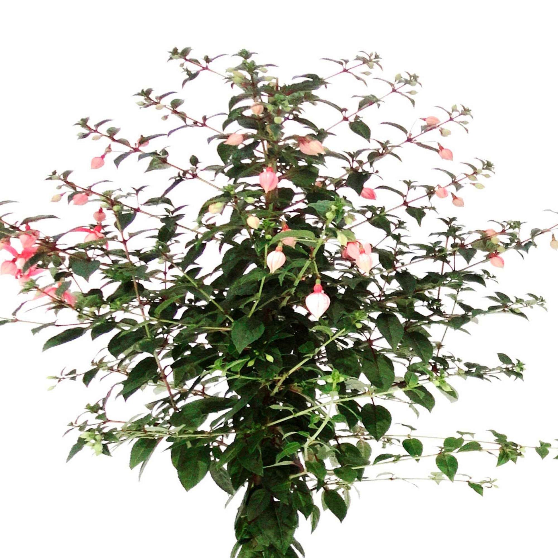 Fuchsia hybride Blanc - Caractéristiques des plantes