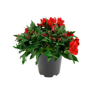 Alstroemeria colorita Rouge - Fleurs de balcon